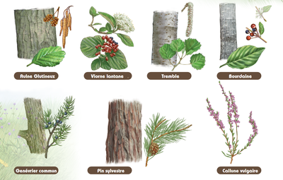Quelques espèces floristiques