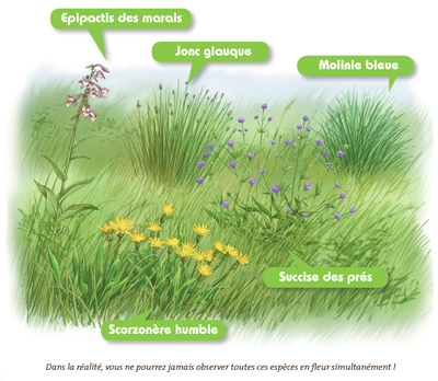 Flore des prairies humides