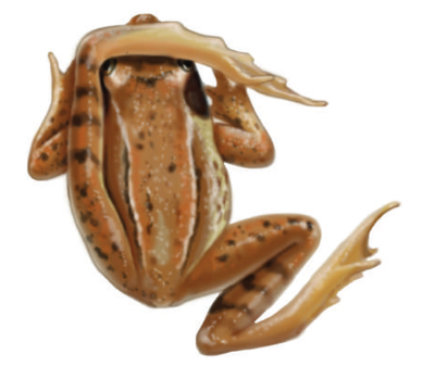 La grenouille rousse
