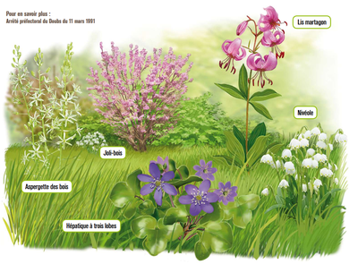 Faune et flore de la forêt