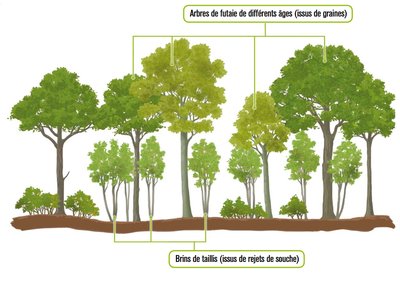 Gestion de la forêt