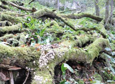 Bois mort et champignons