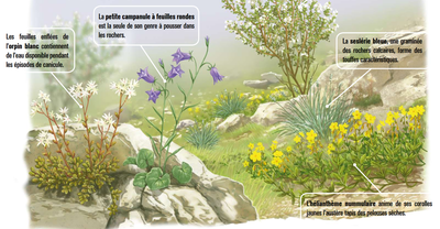 Faune et flore des milieux secs