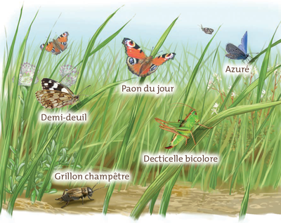 Insectes et papillons sur la Roche