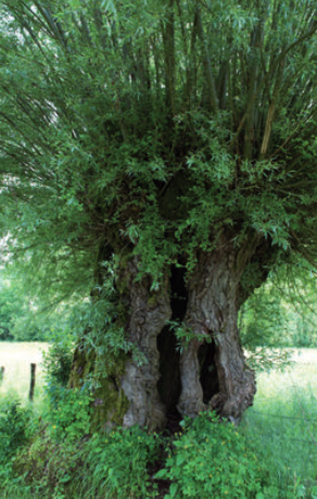 Saule têtard