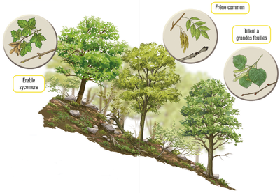 La forêt de pente
