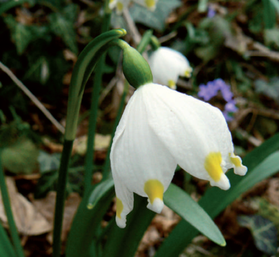Nivéole de printemps