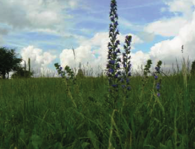 Prairie pâturée sèche à petite sanguisorbe. Ici, la vipérine (Echium vulgare).