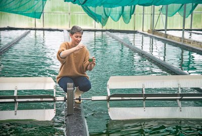 Production de spiruline au GAEC du puy de la Velle