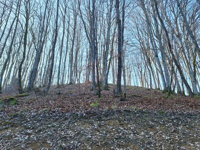 La motte castrale de Rang