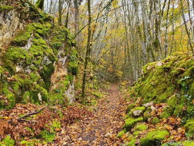 La forêt