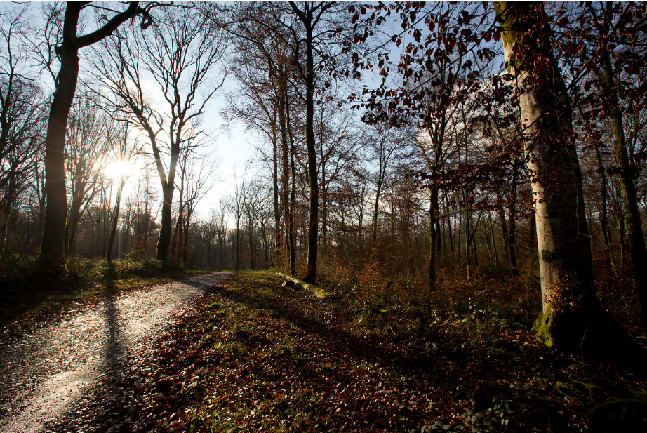 Forêt de Chailluz