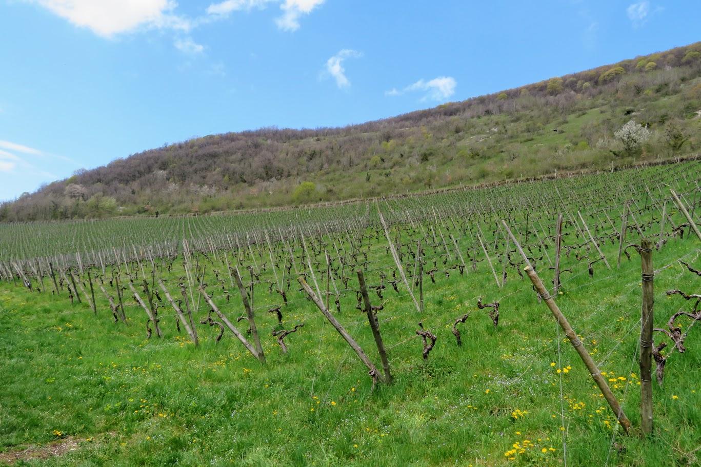 Vuillafans, Vignes de Croux