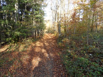 Bois du Pommeret