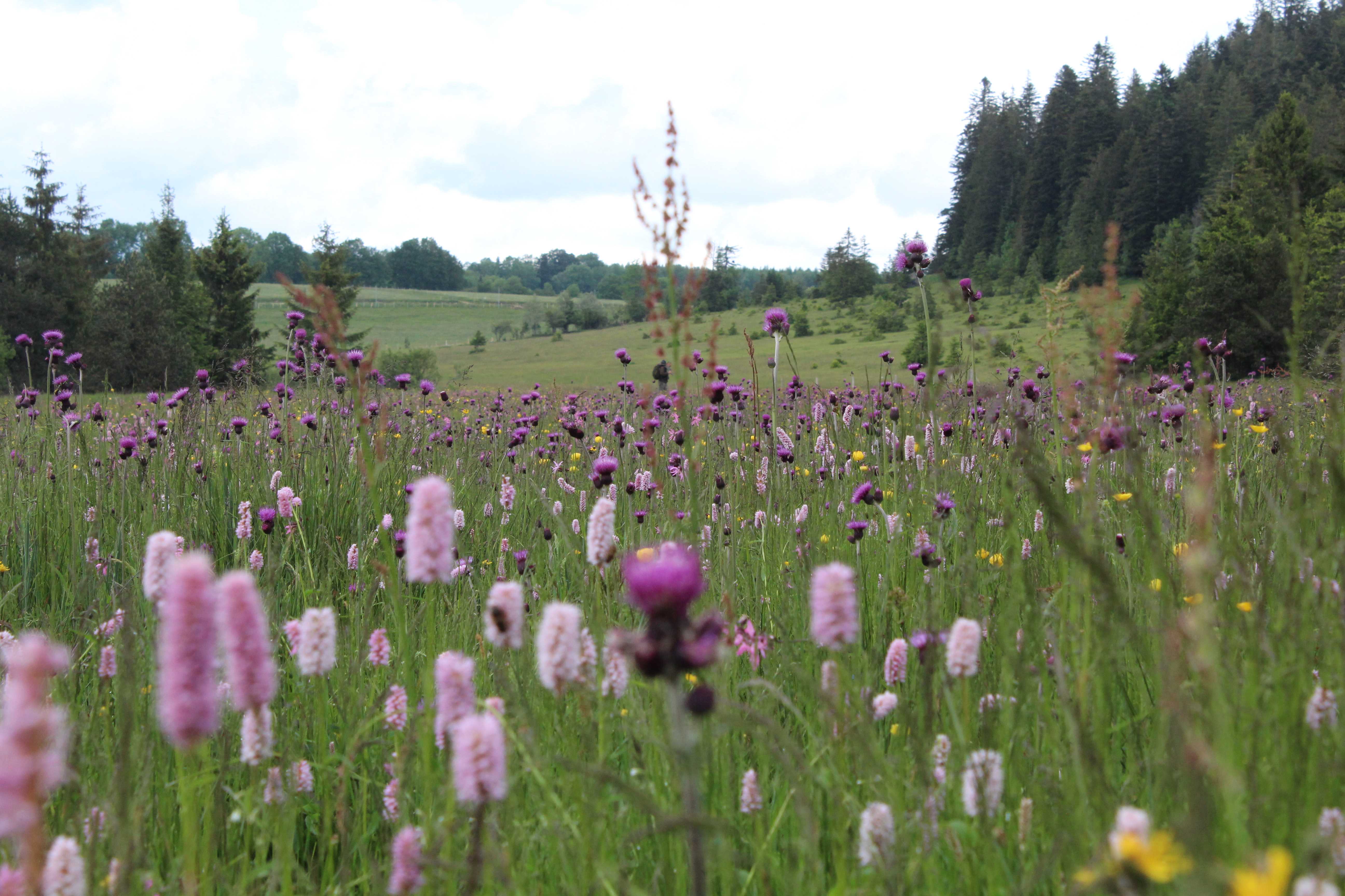 Espace Naturel Sensible du Mémont