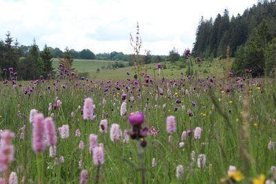 Espace Naturel Sensible du Mémont