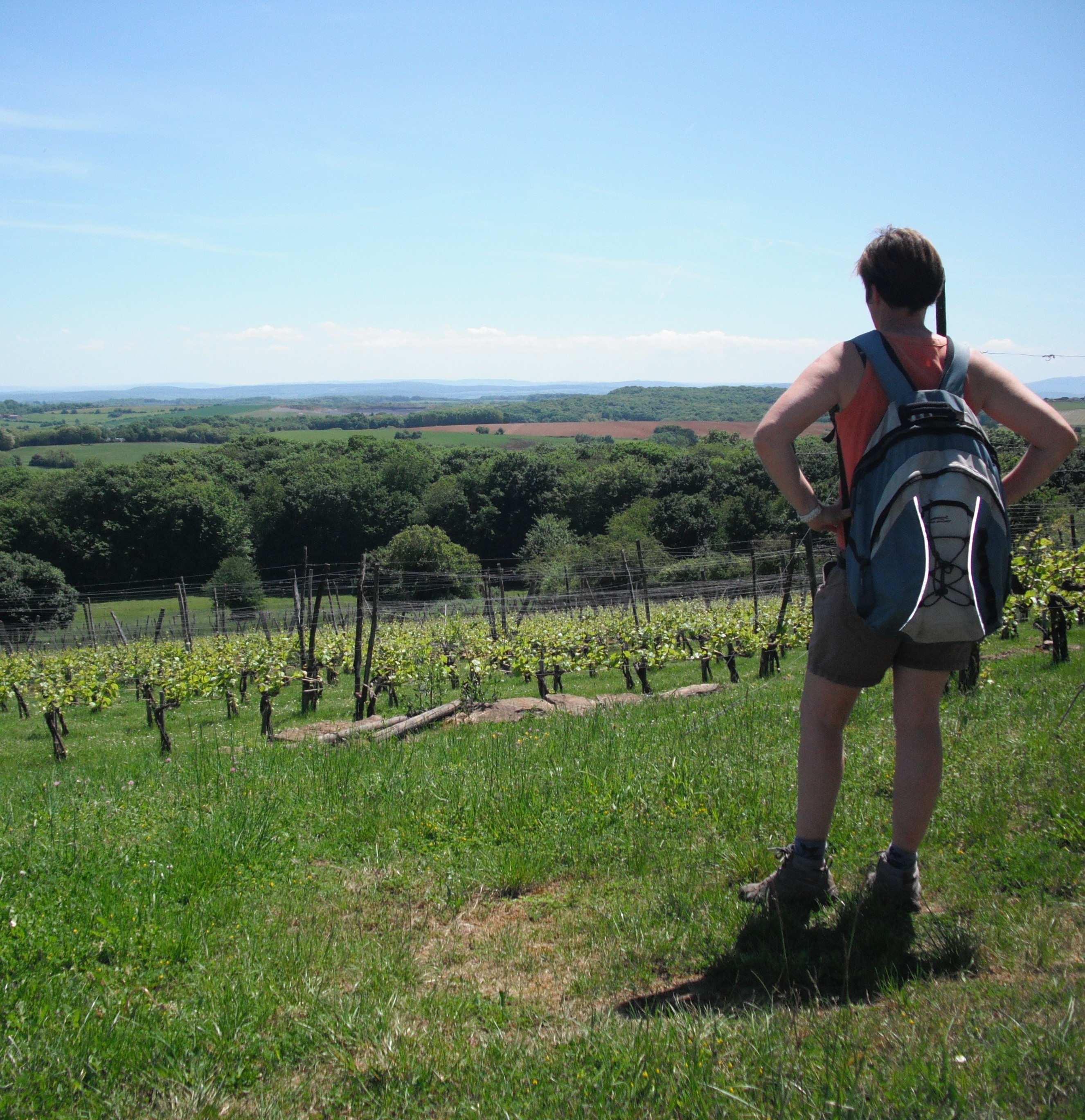 Vignes du Moutherot