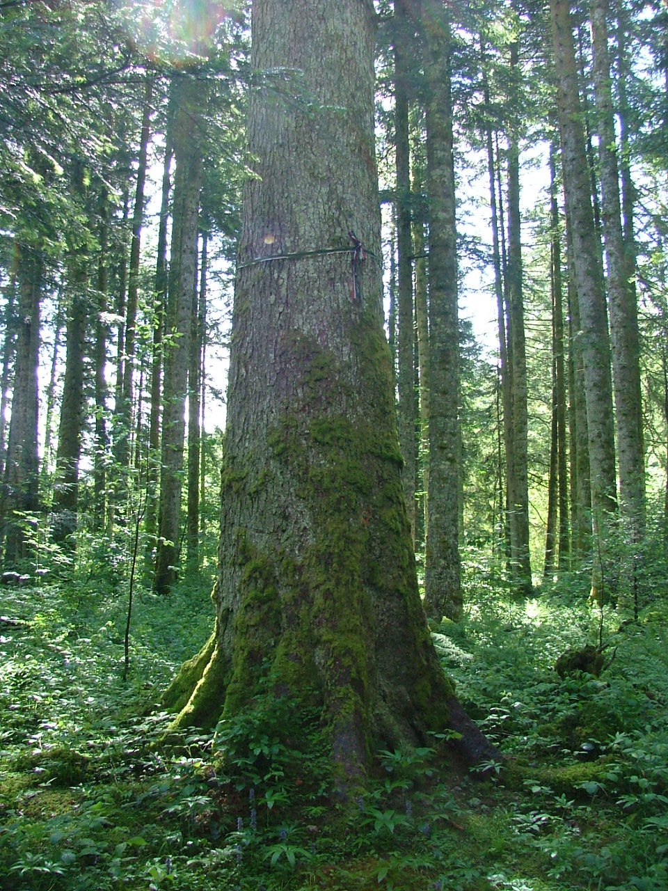 Les collosses végétaux de la forêt du Russey