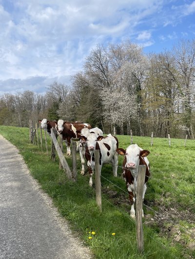 Montbéliardes dans leur pré