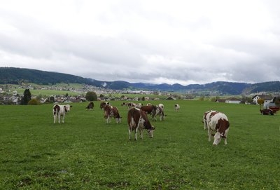 Montbéliardes dans leur pré