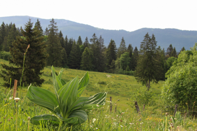 Haut-Doubs
