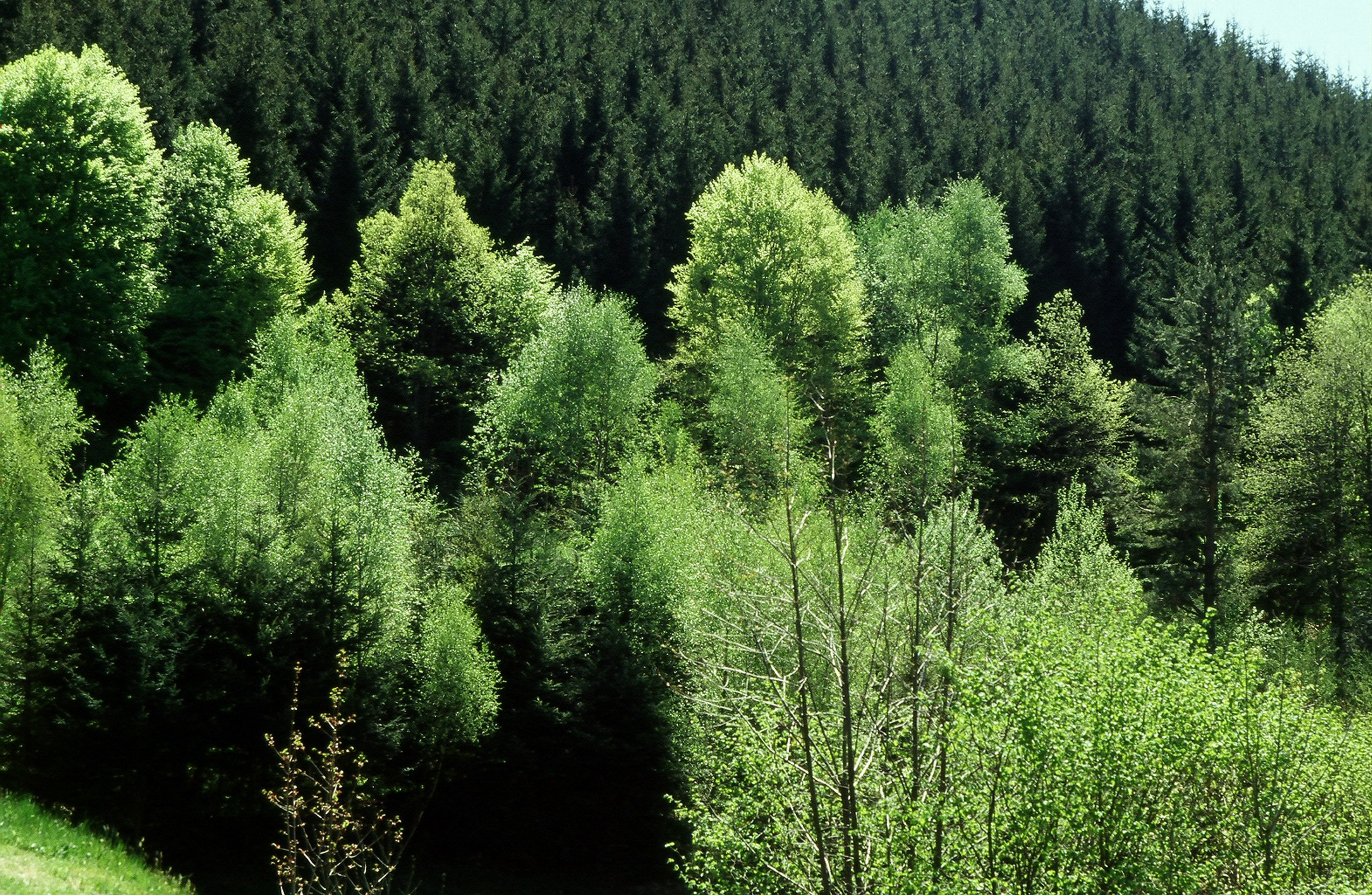 Paysages forêt