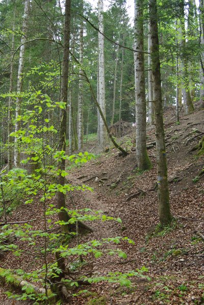 Forêt du Haut-Doubs