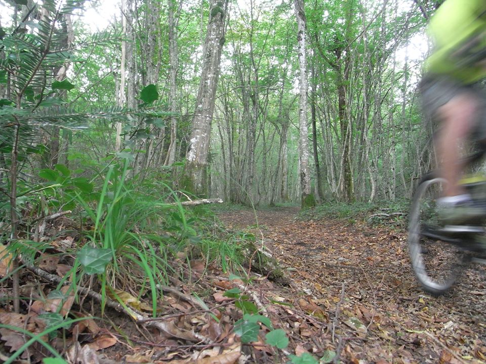 VTT forêt