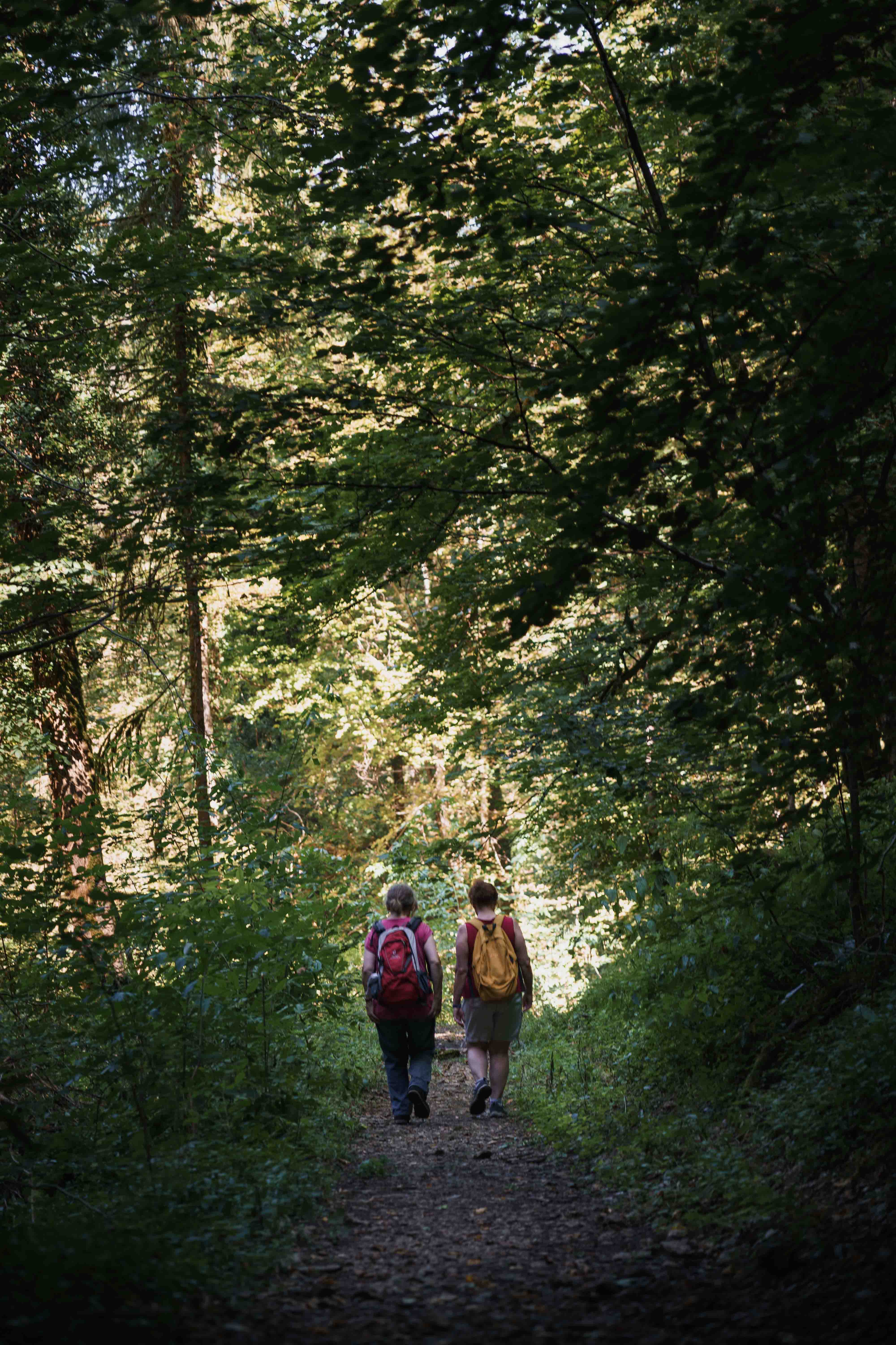 Randonneurs en forêt